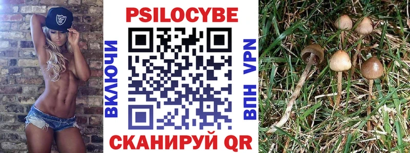закладки  Ржев  Псилоцибиновые грибы Psilocybe 